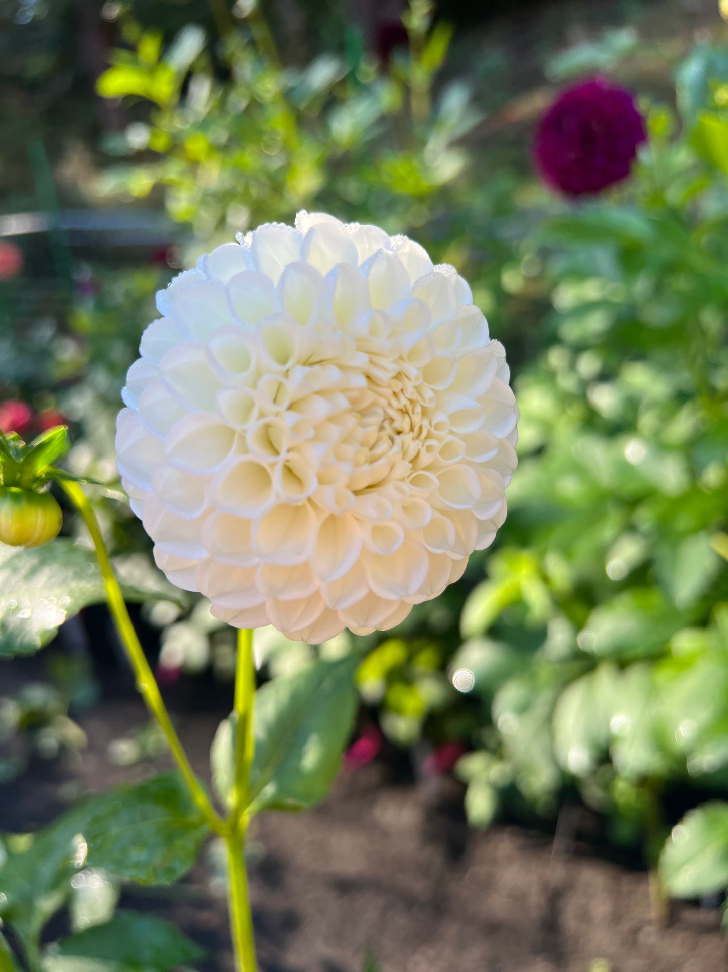 Hollyhill Miss White