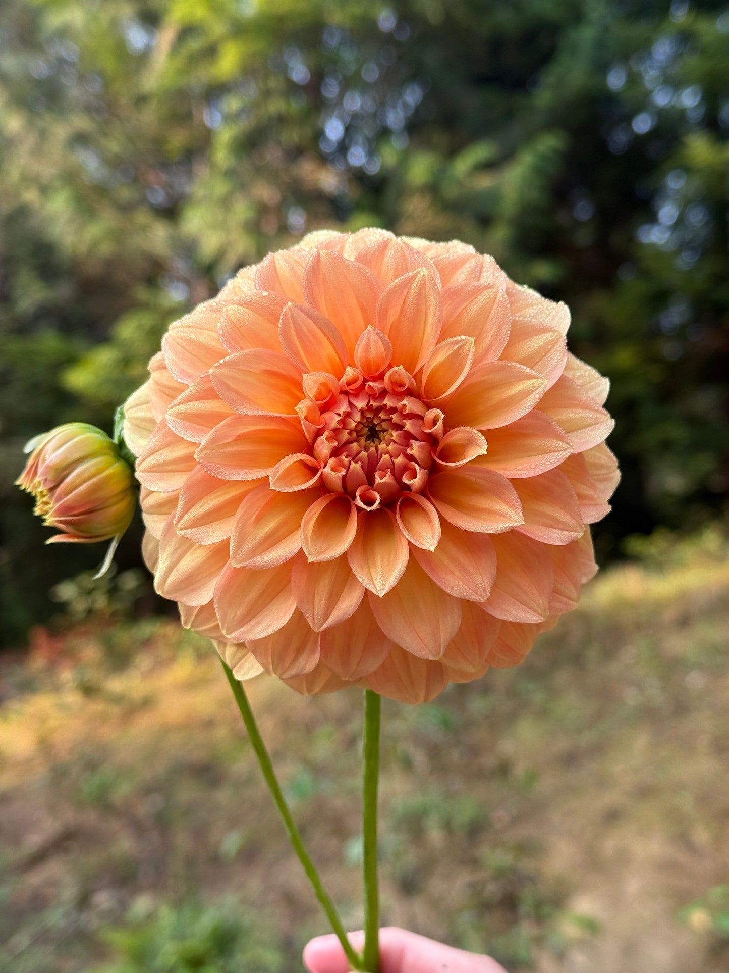 Bracken Palomino
