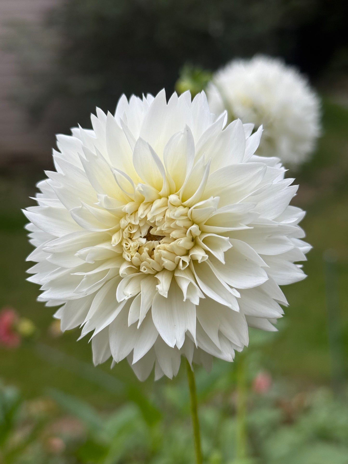 Myama Fubuki