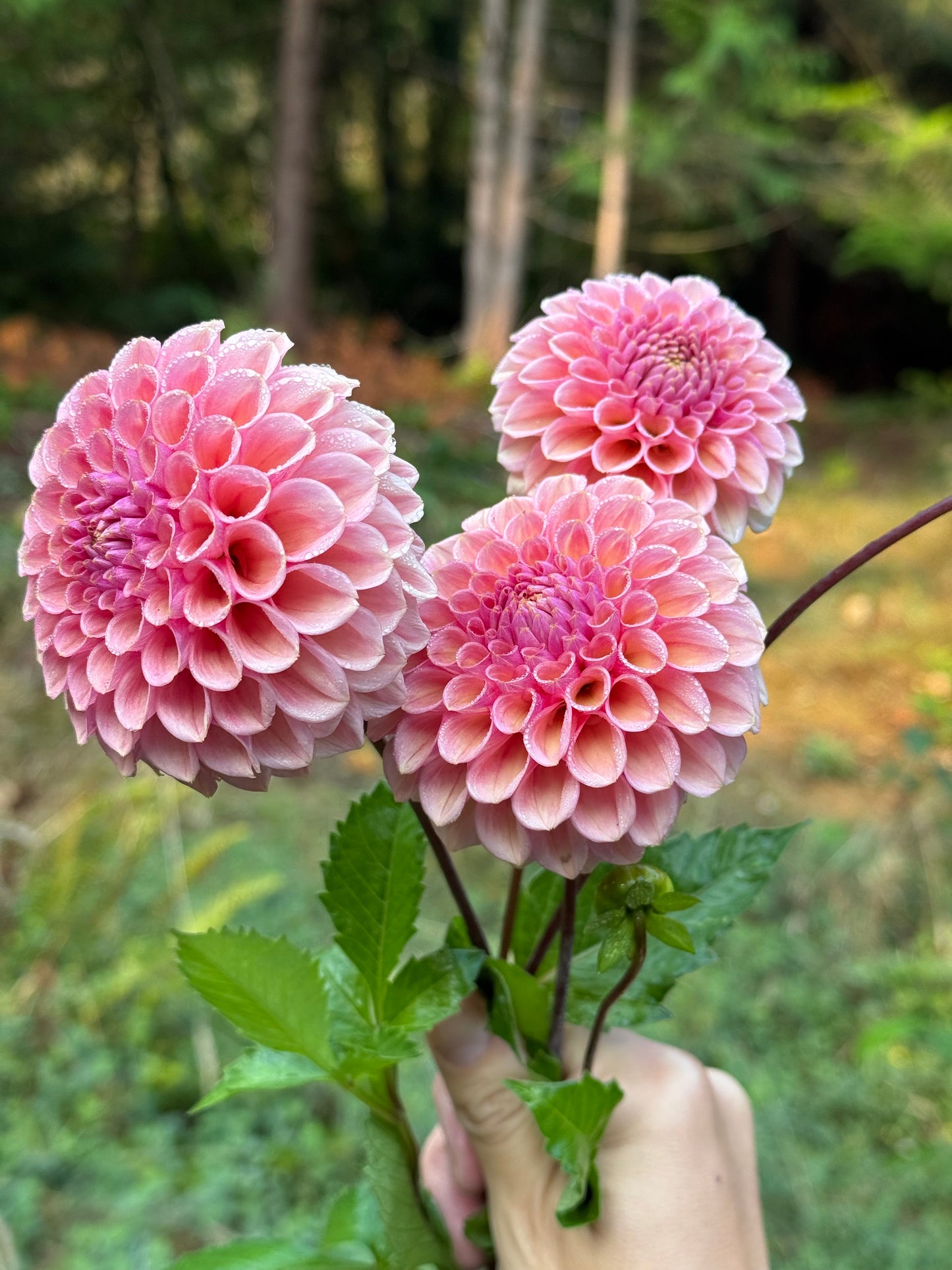 Bracken Rose (Ruse) US version