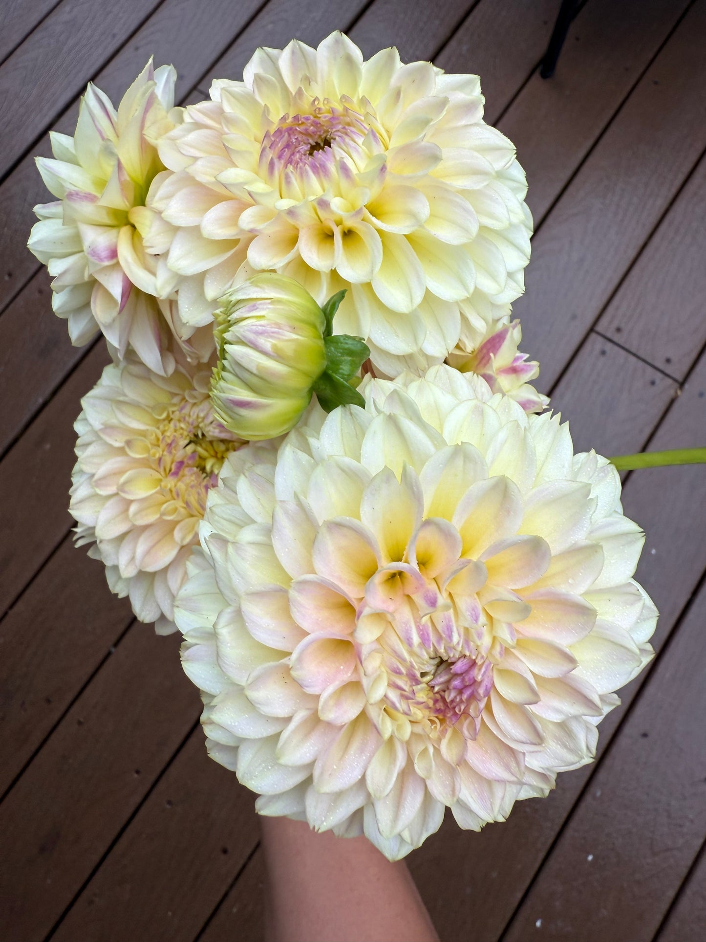 Elk's Tennley Rose