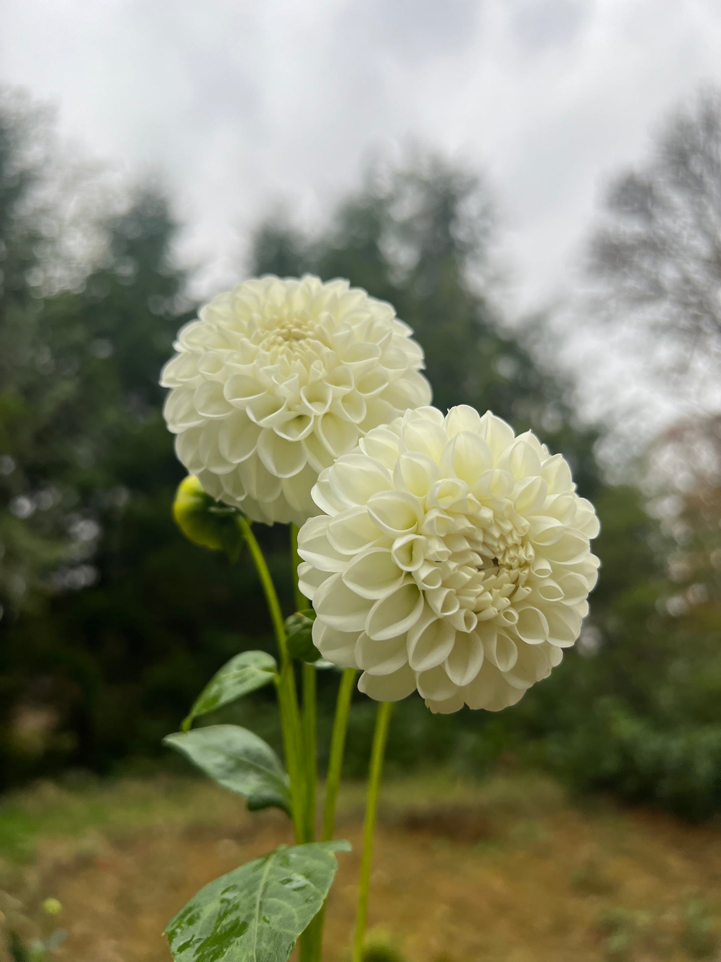 Hollyhill Miss White