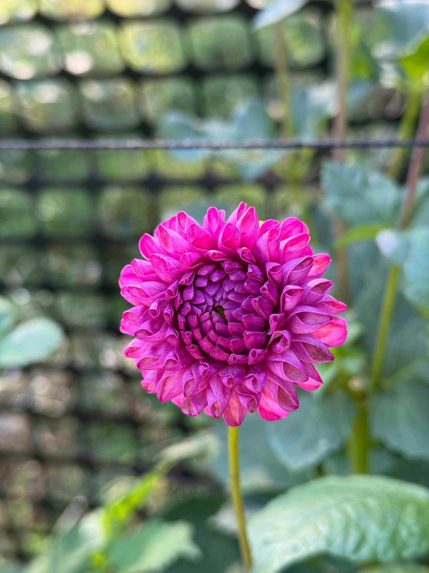 Bloomquist Refreshing