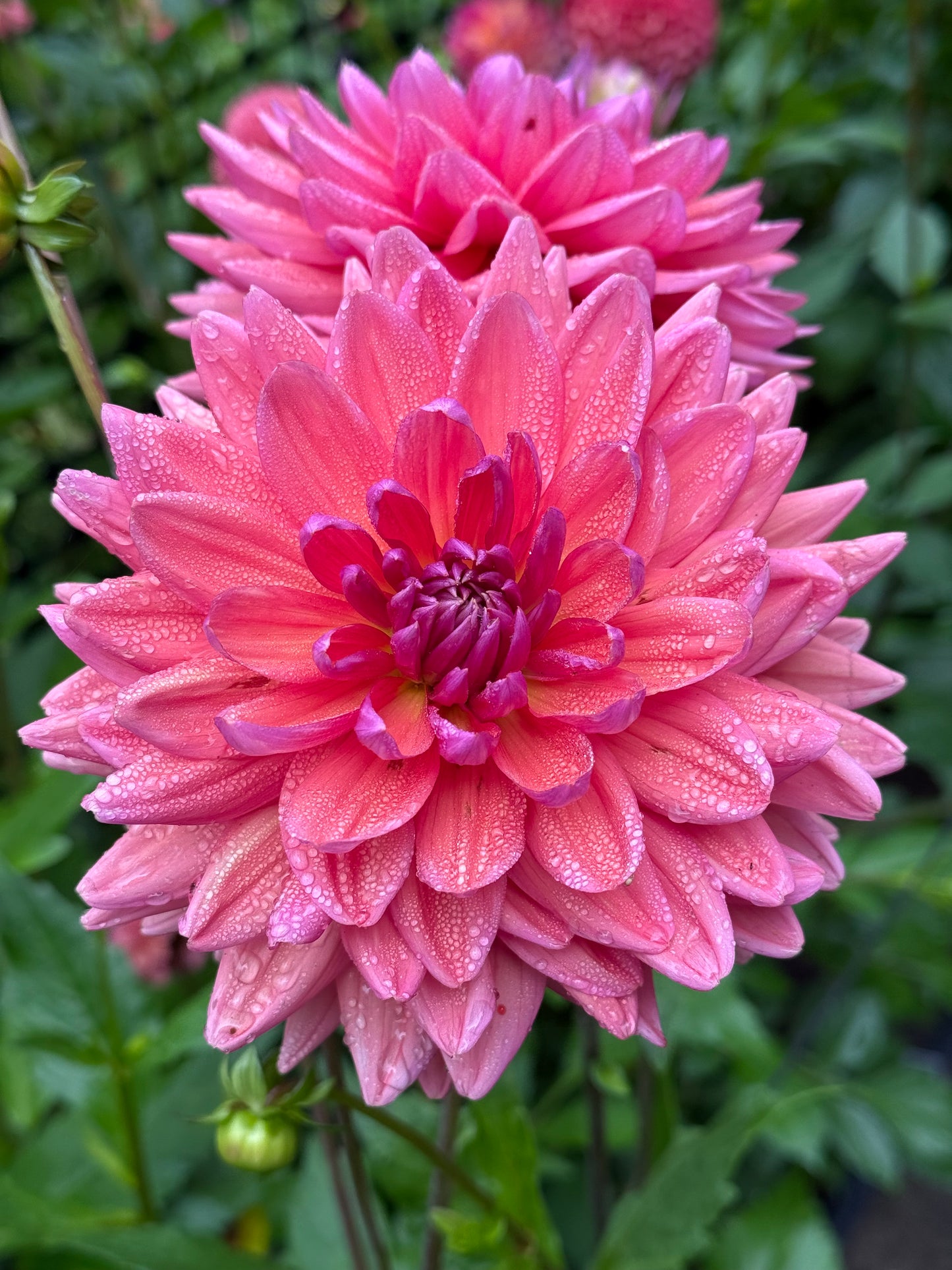 Dutch Pearl