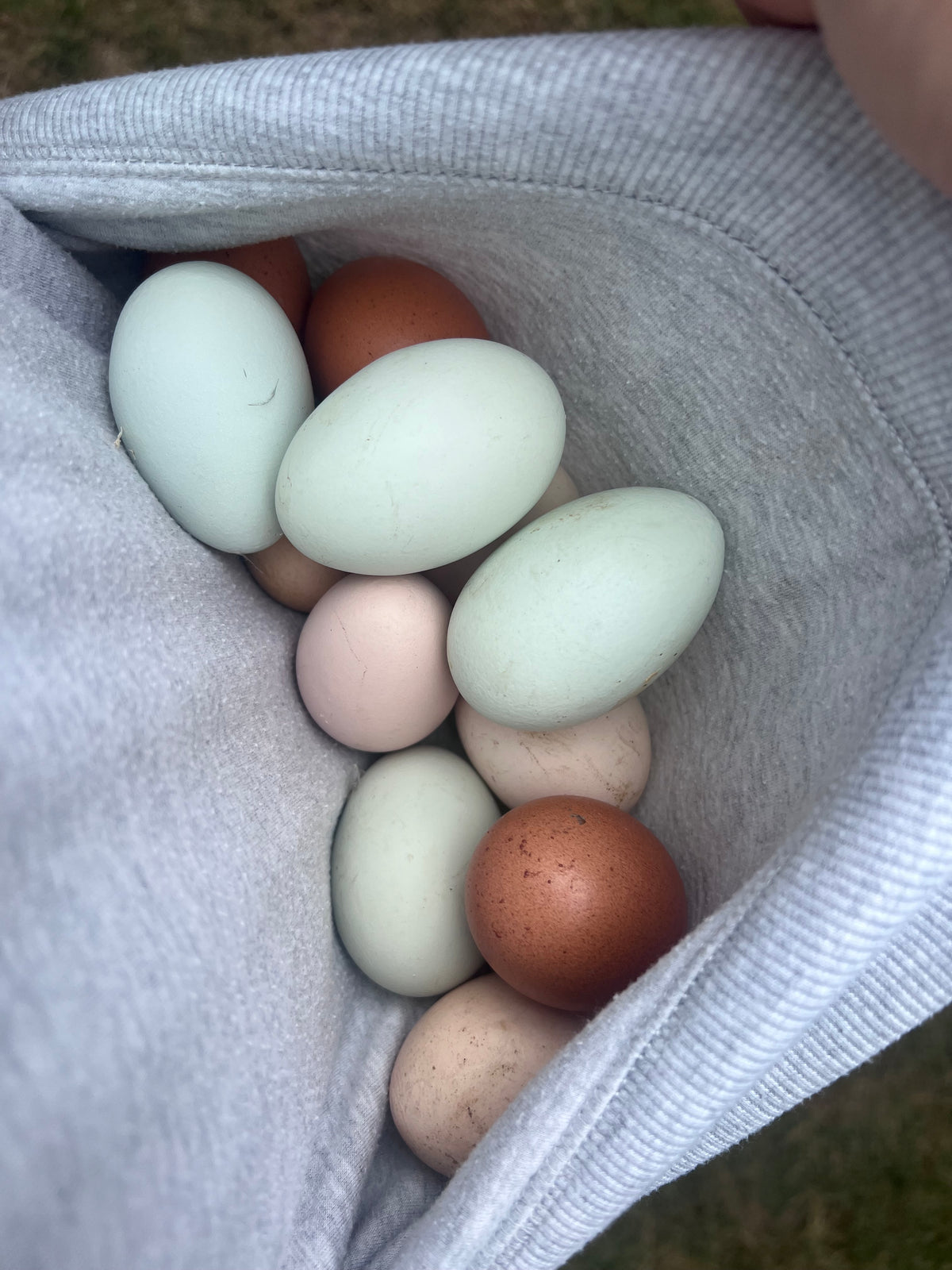 m’Eggs 🥚🥚