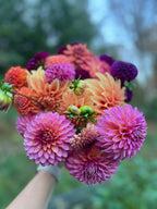 Dahlia Bouquet