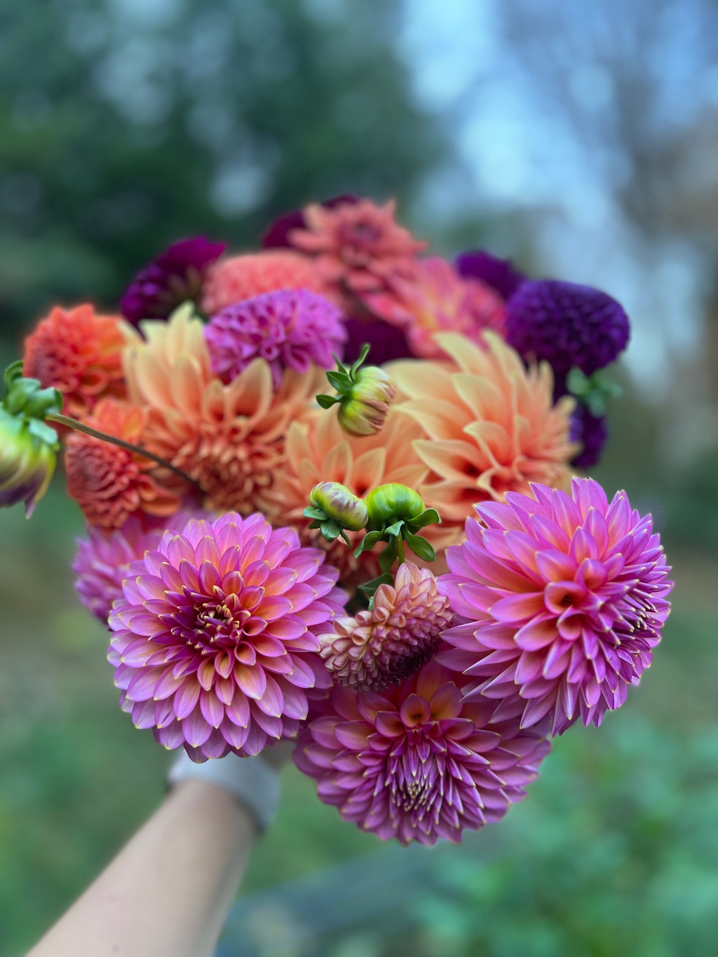 Dahlia Bouquet Subscription