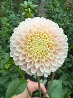 Hollyhill Pollyanna