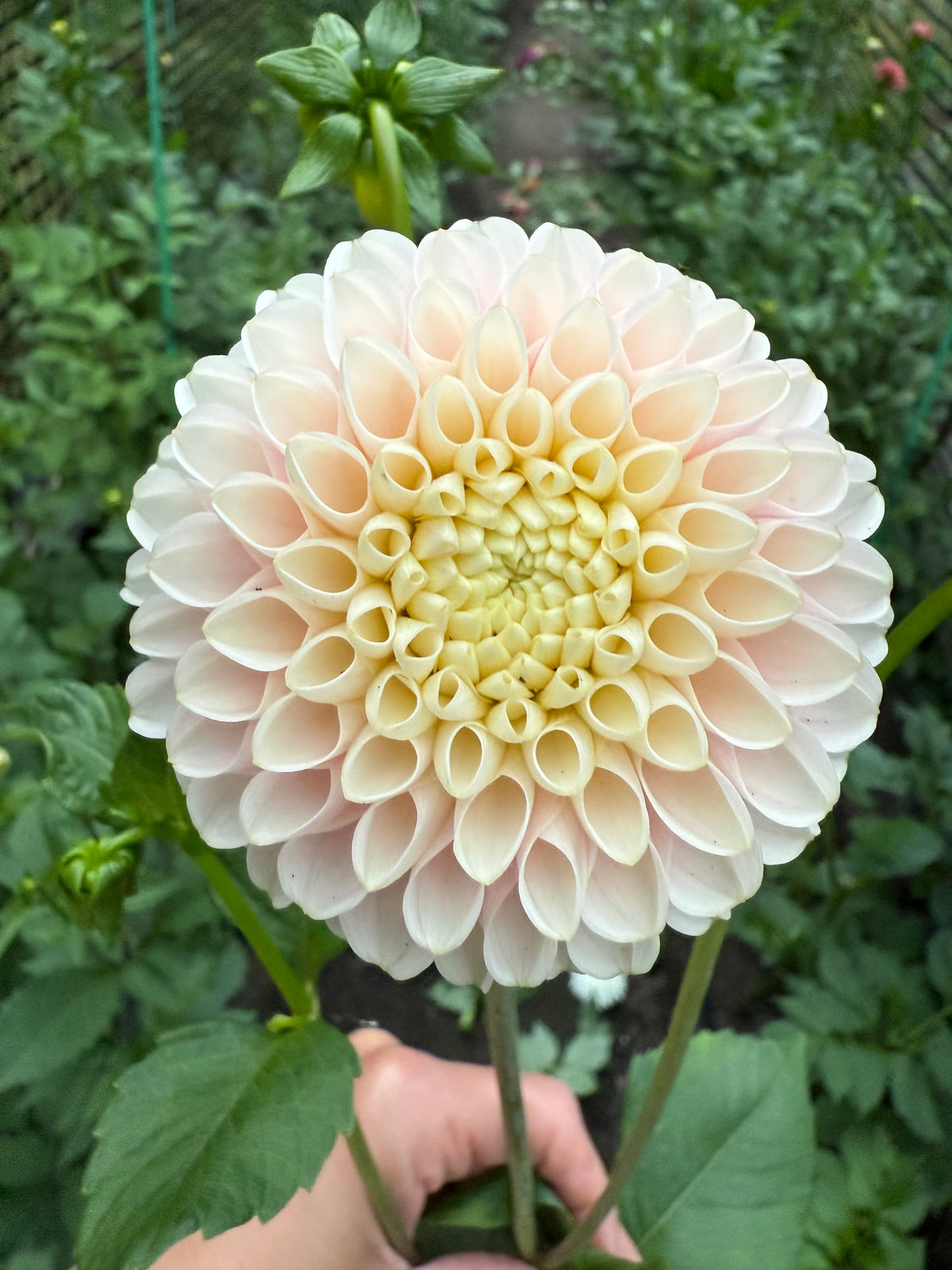 Hollyhill Pollyanna