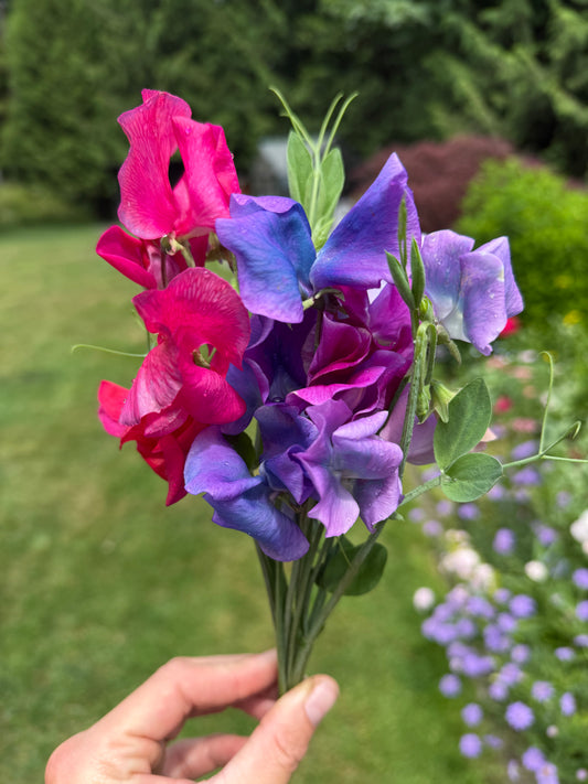 Unicorn Mix - Sweet Pea Seeds