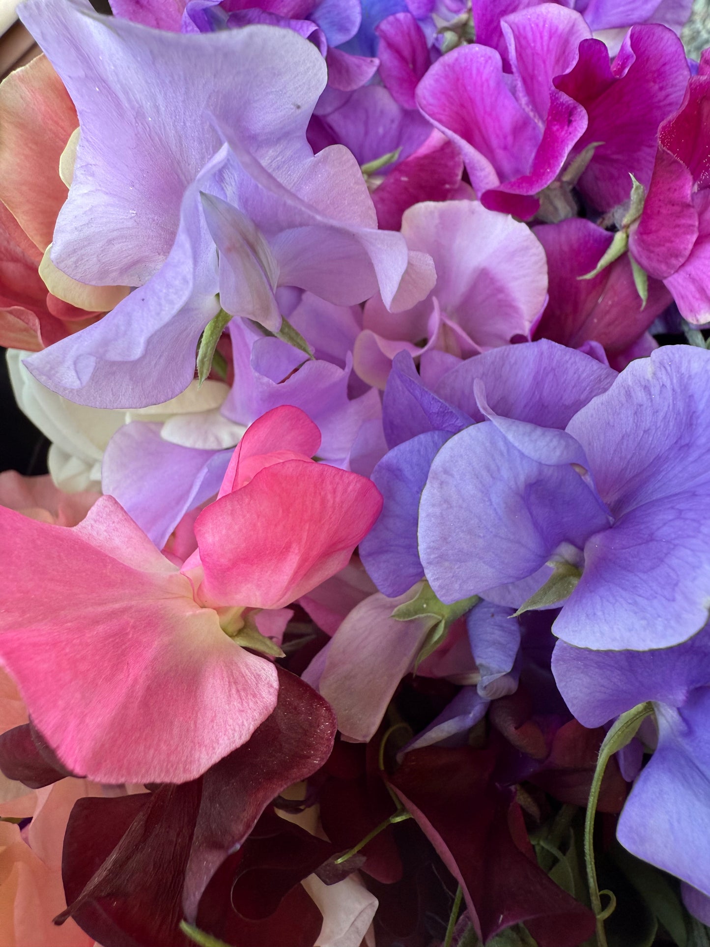 Sweet Pea Bouquet