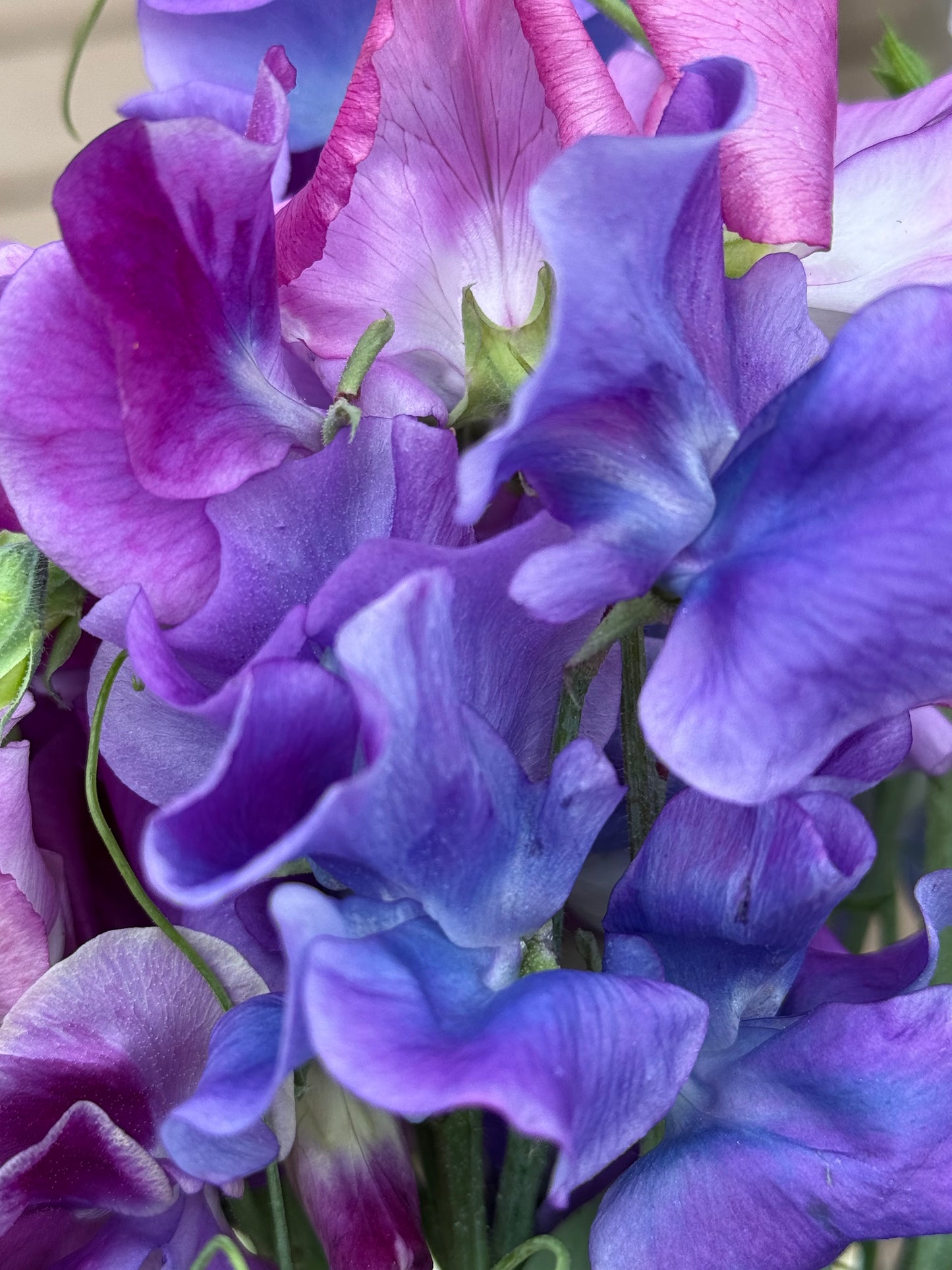 Sweet Pea Bouquet