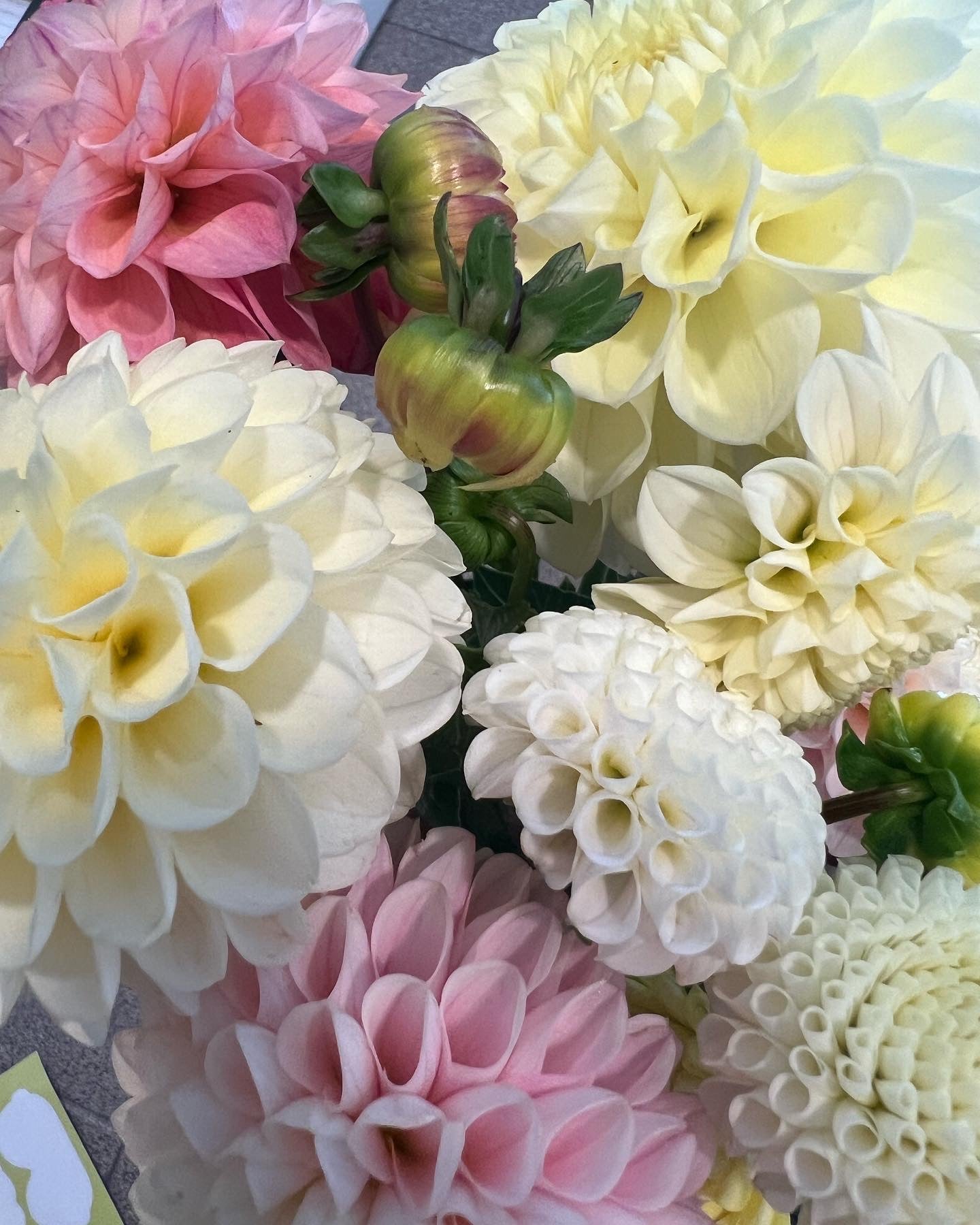 Dahlia Bouquet Subscription