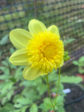 Sandia Sunbonnet