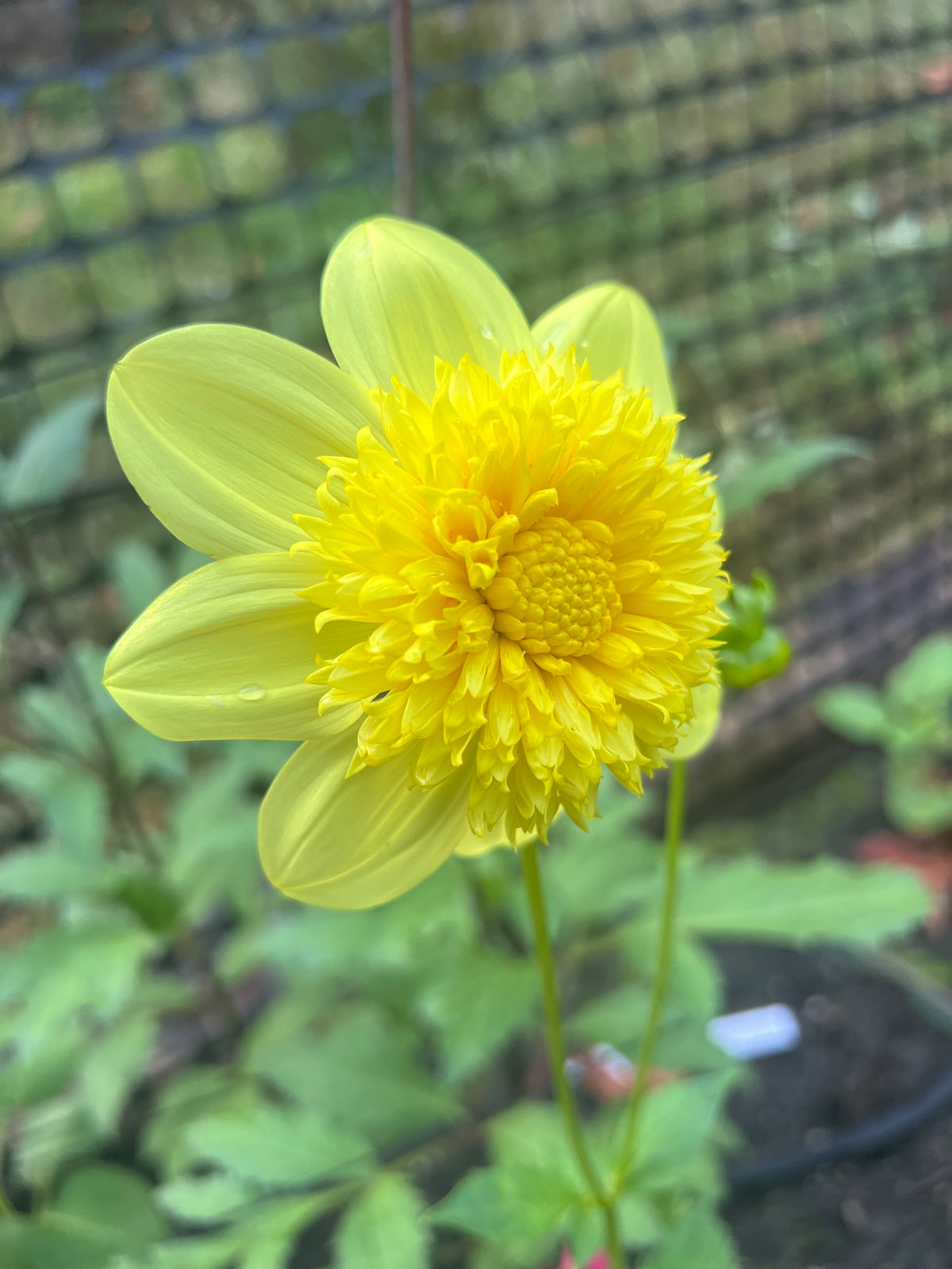 Sandia Sunbonnet