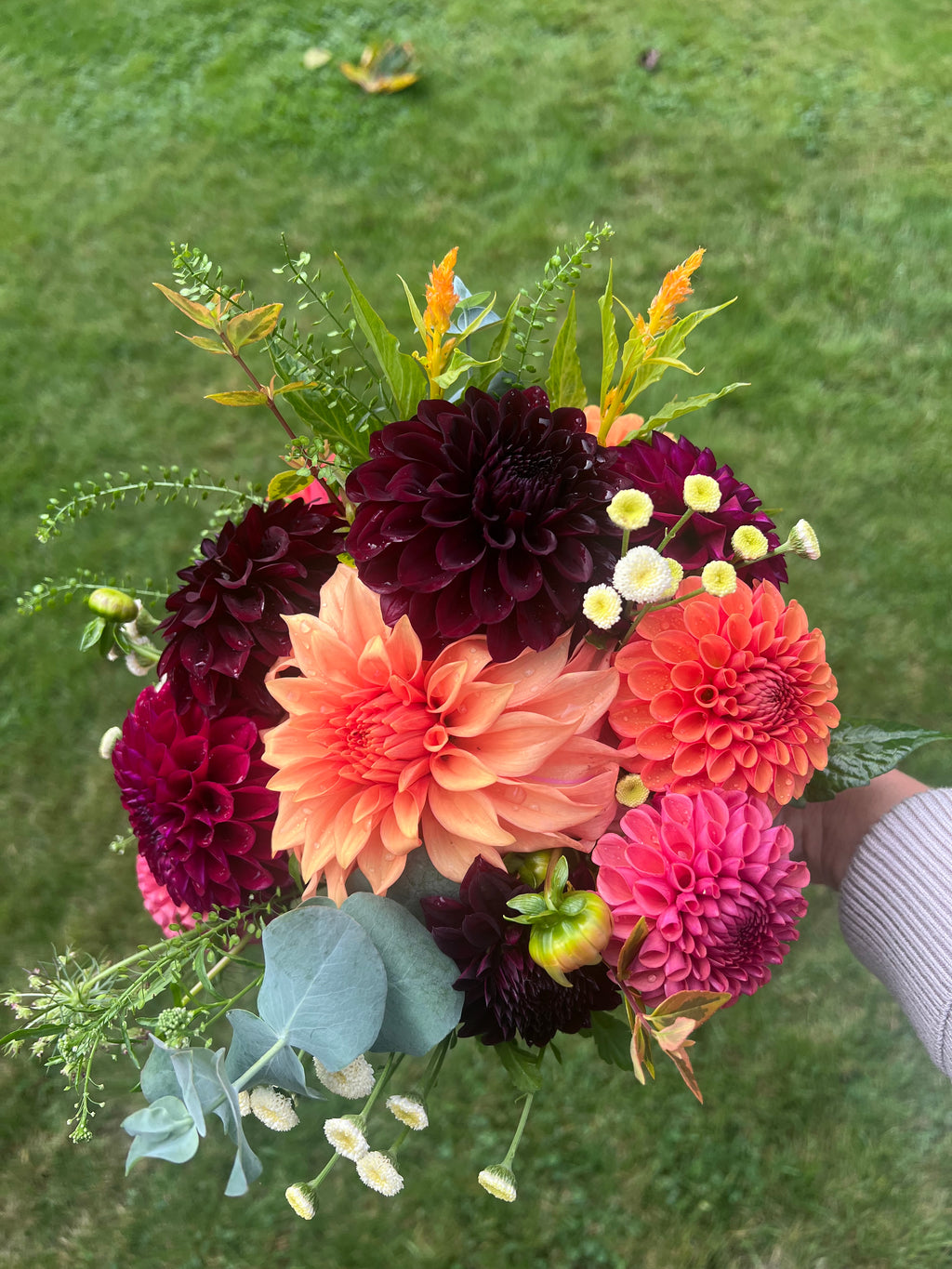 Dahlia Flower Club