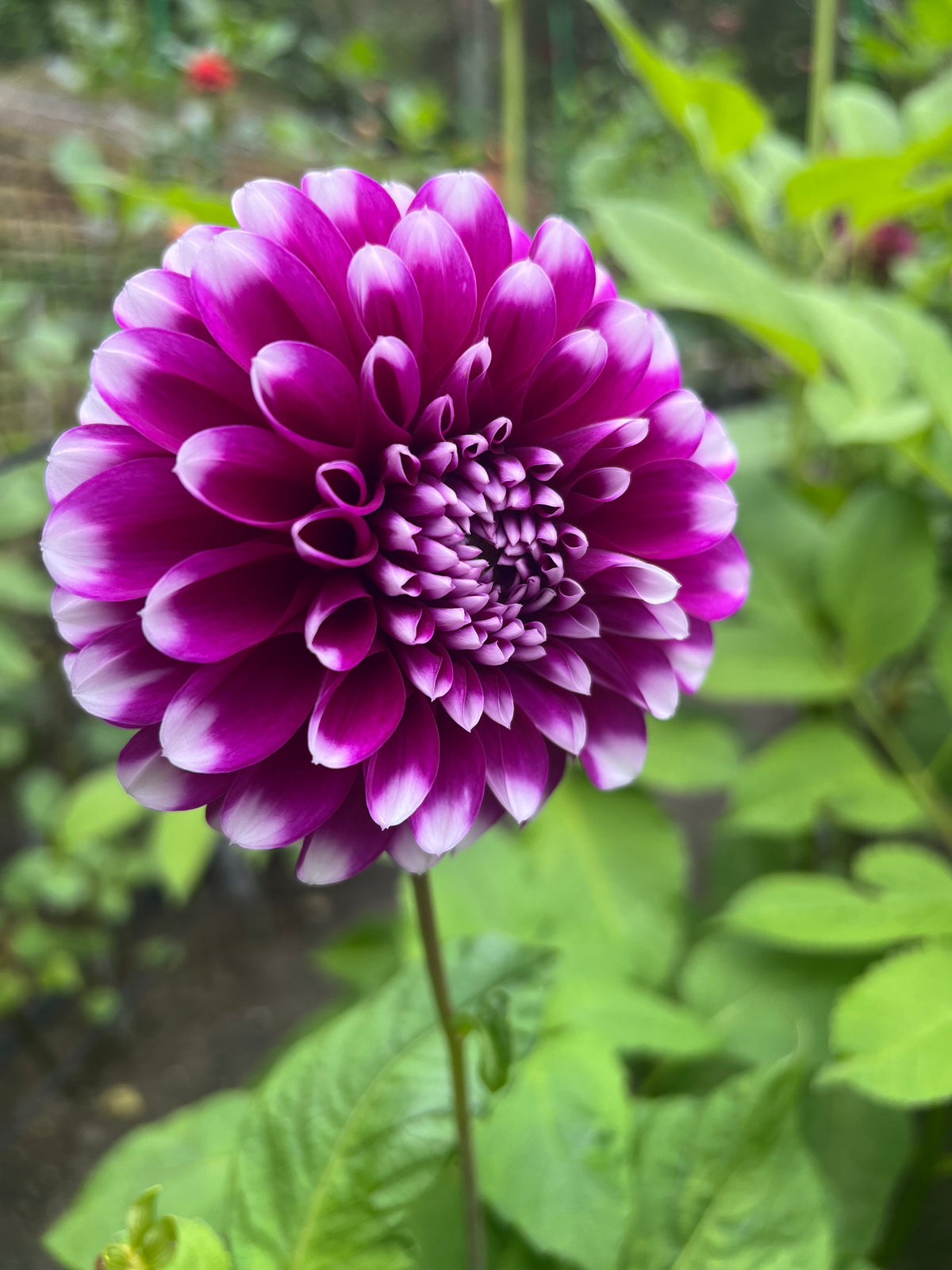 Snoho Lilac