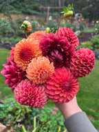 Dahlia Bouquet