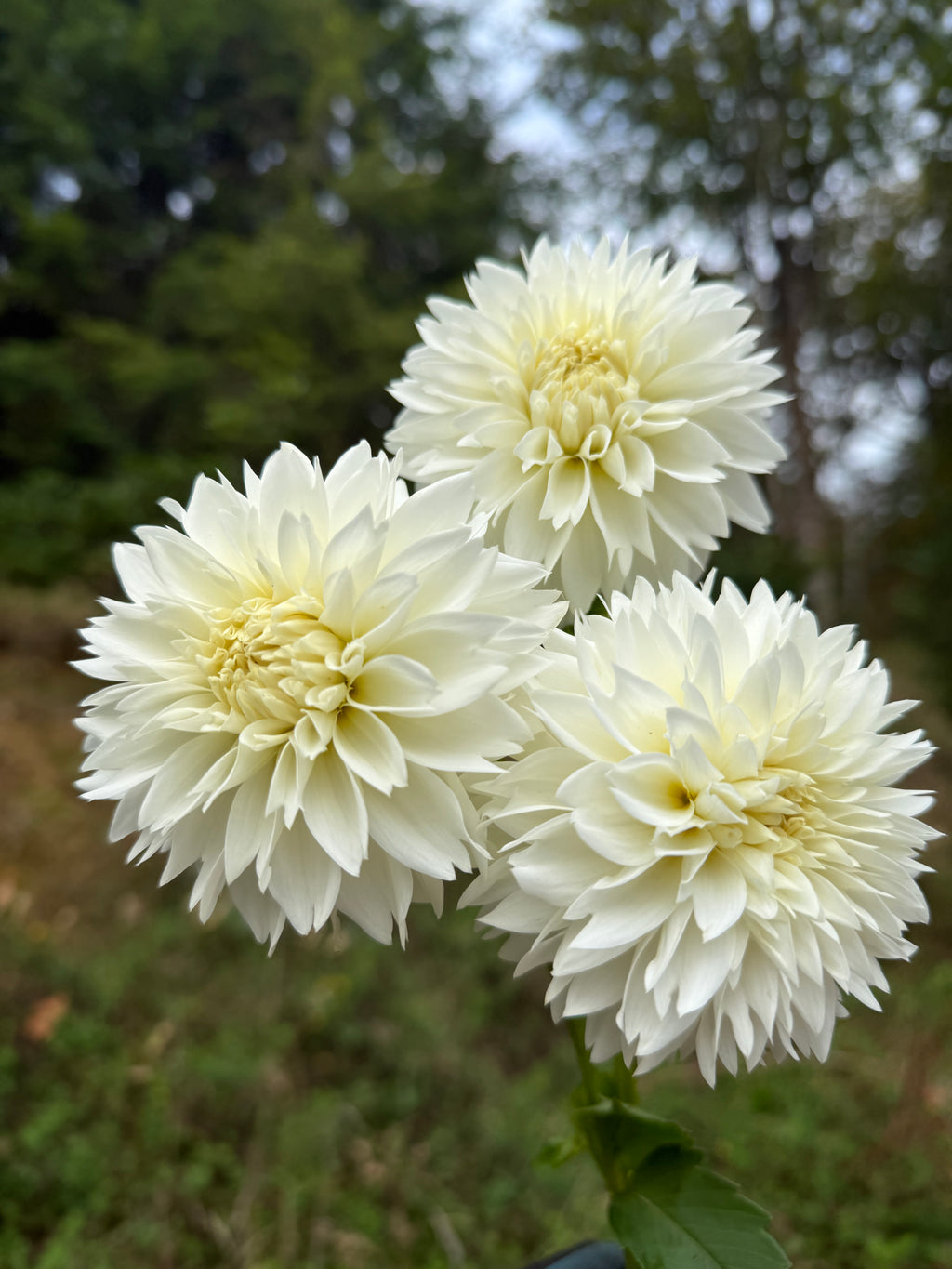 Myama Fubuki