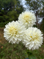 Myama Fubuki