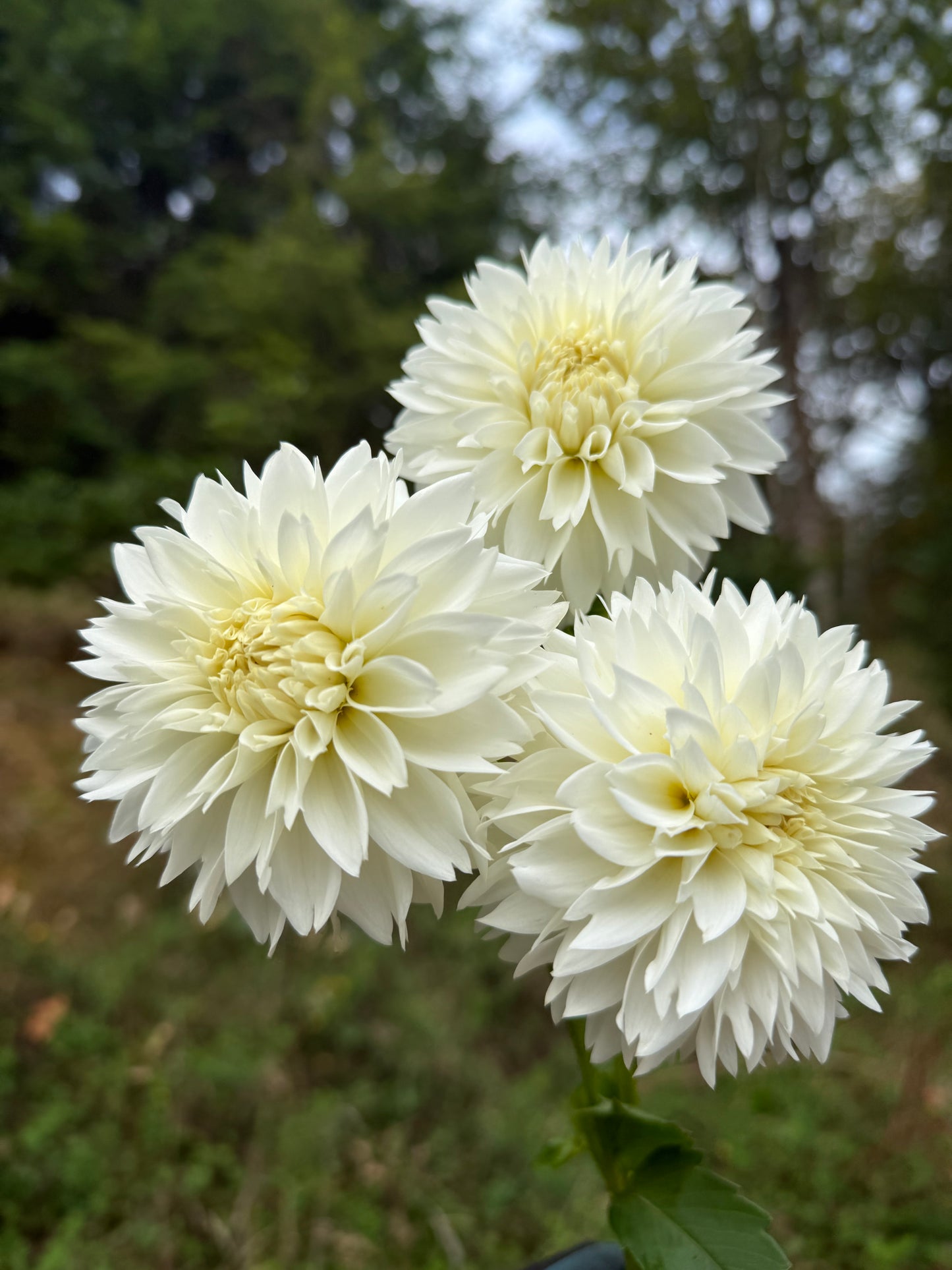 Myama Fubuki