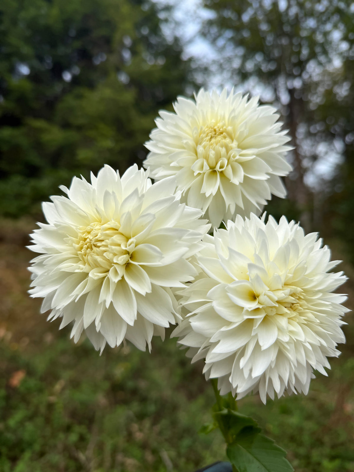 Myama Fubuki