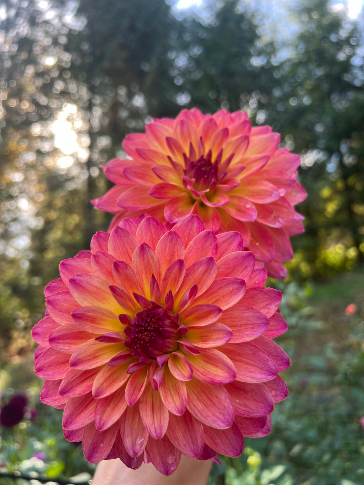 September Morn