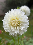 Myama Fubuki