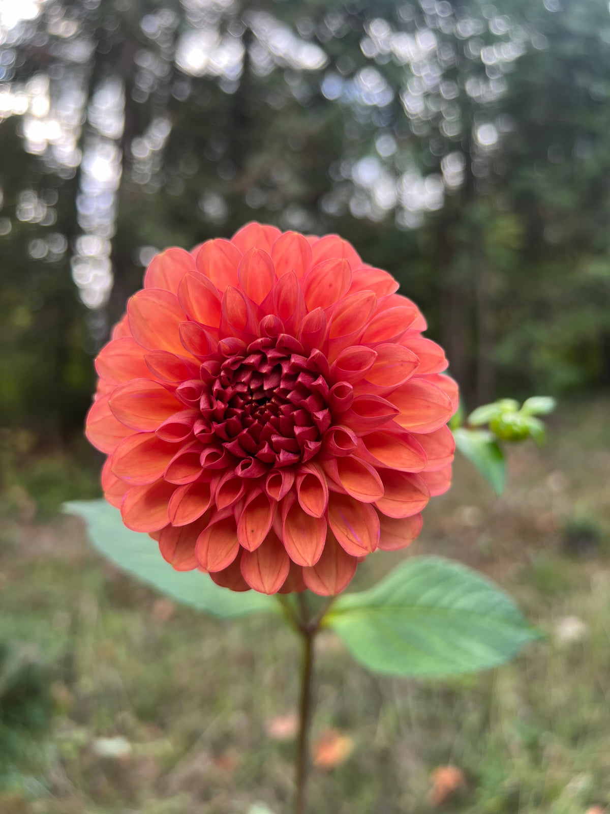 Chimacum Nadjae