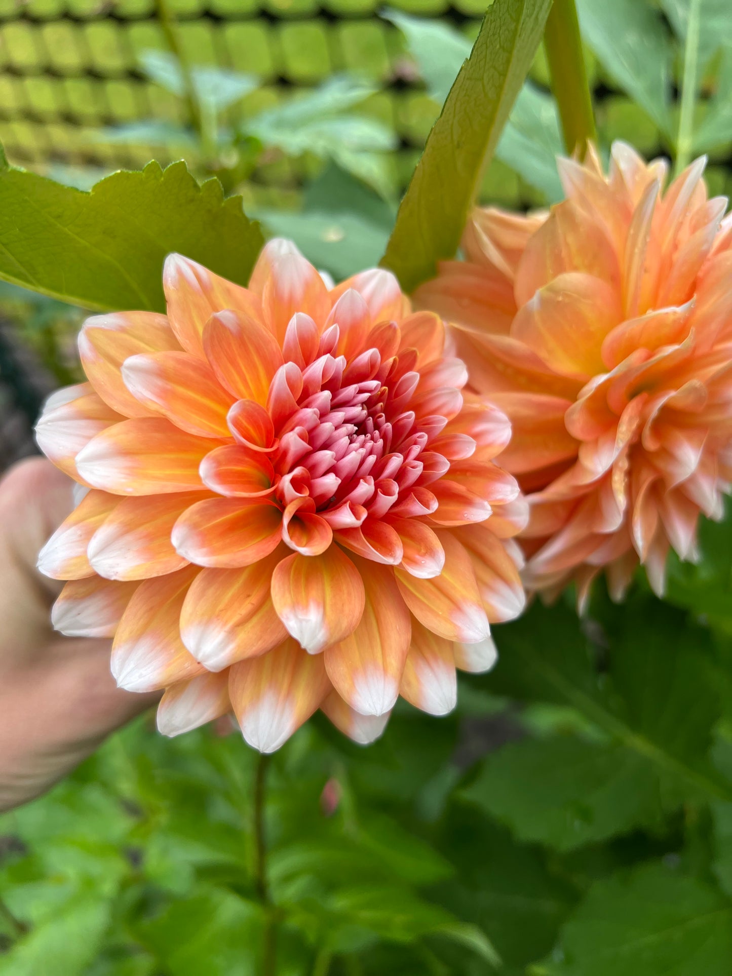 Connecticut Coral