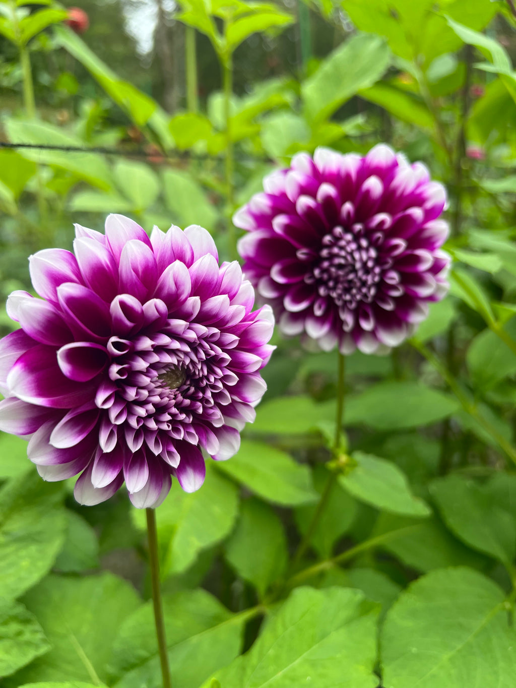 Snoho Lilac