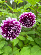 Snoho Lilac