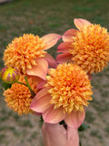 Sandia Brocade