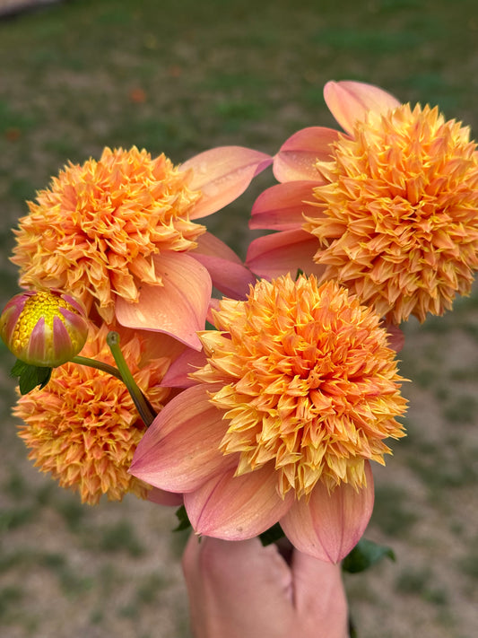 Sandia Brocade
