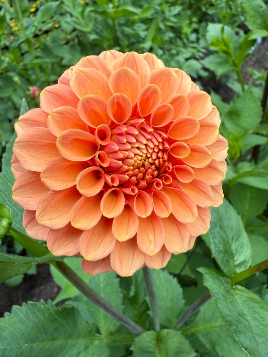 Rose Toscano