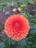 Maarn/Sylvia