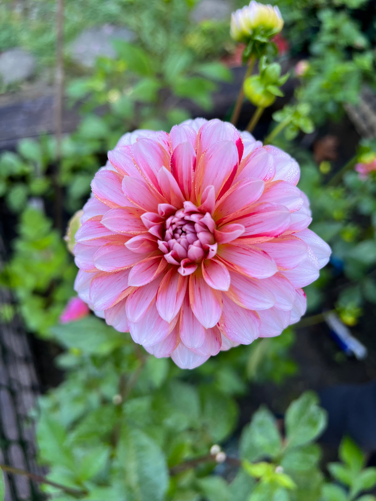 Strawberry Cream