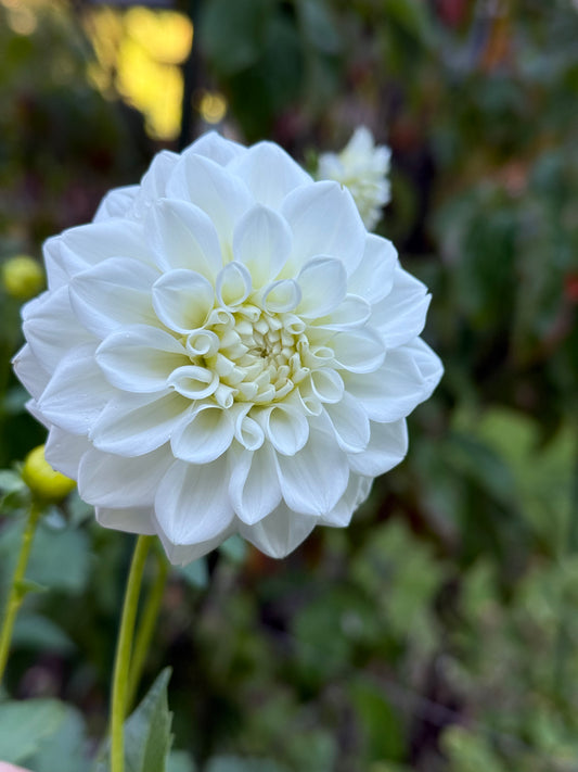 White Fawn