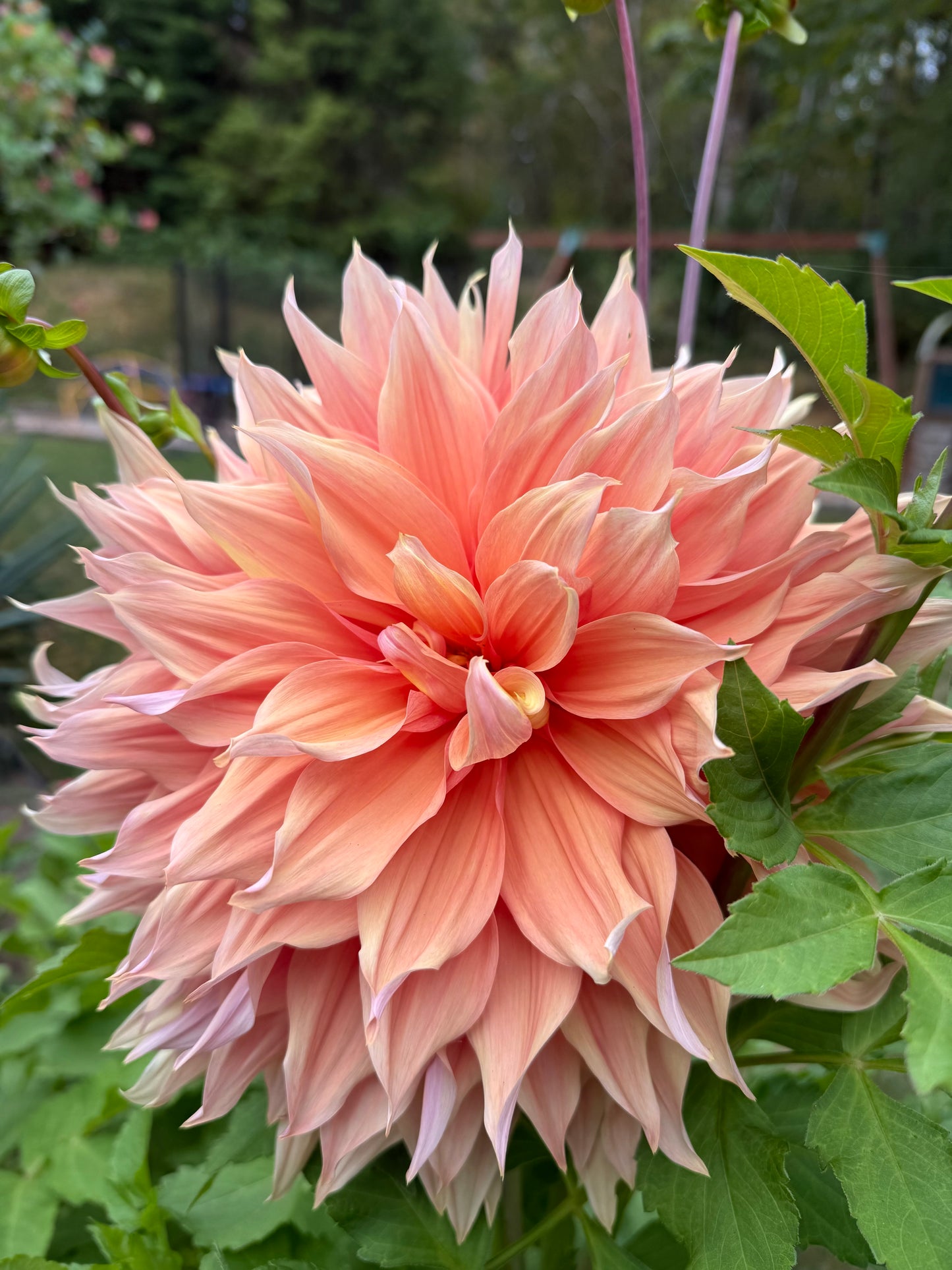 Sherwood's Peach