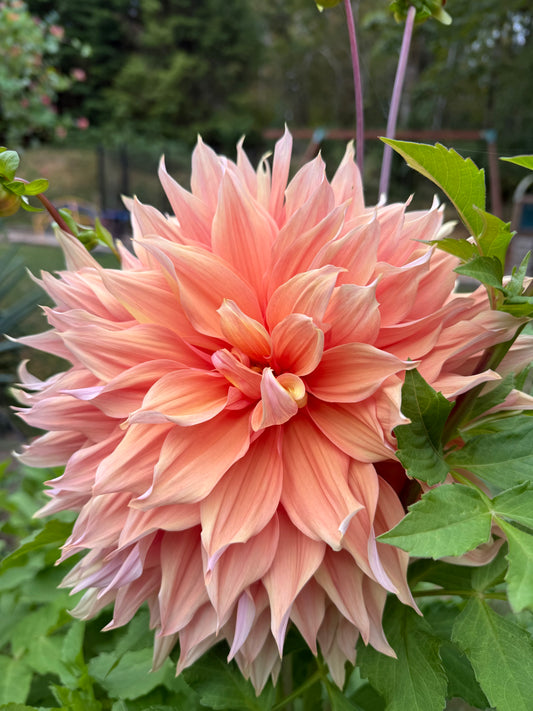 Sherwood's Peach