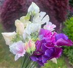 Sweet Pea Bouquet