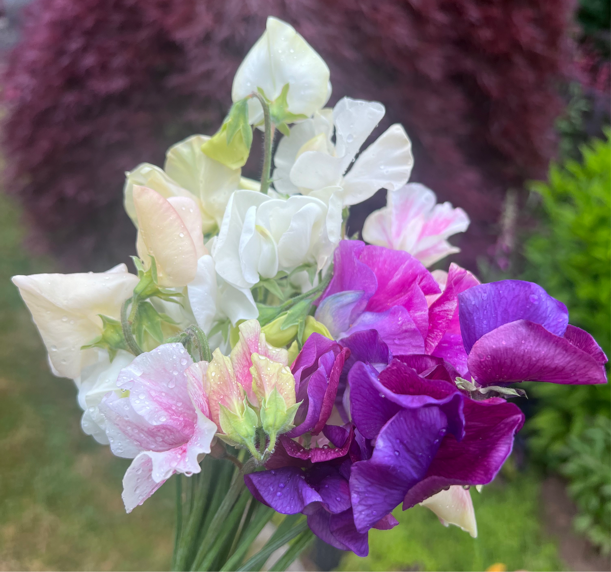 Sweet Pea Bouquet