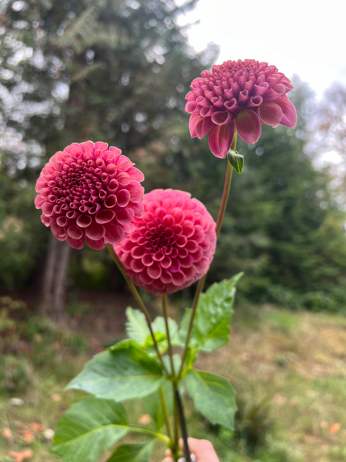 Koko Puff