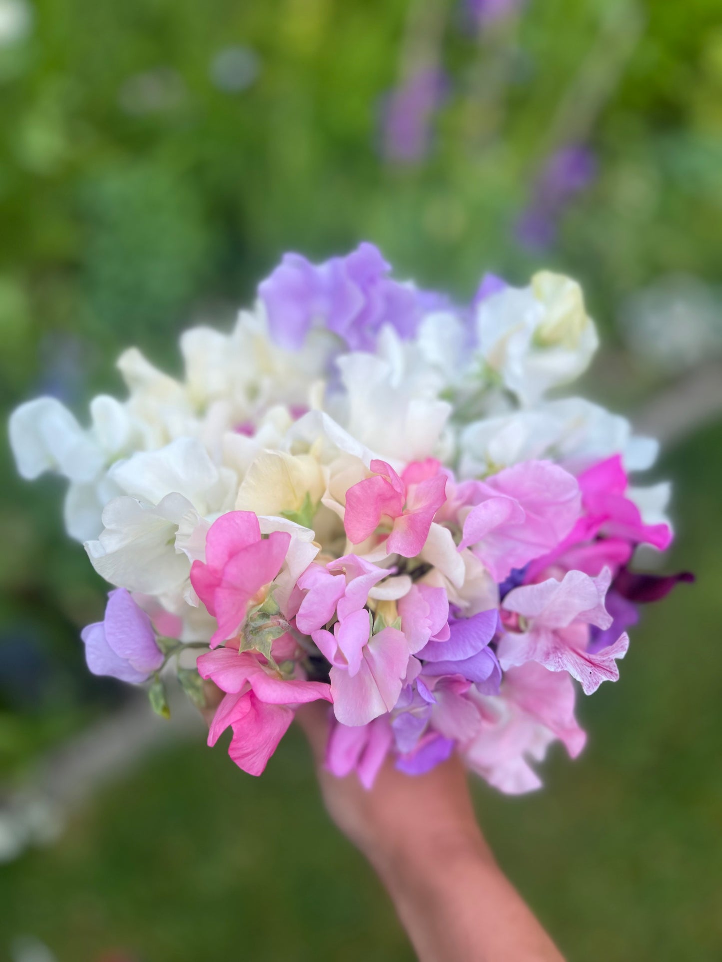 Sweet Pea Bouquet