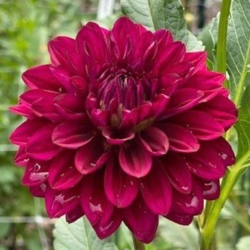 Hello Dahlia