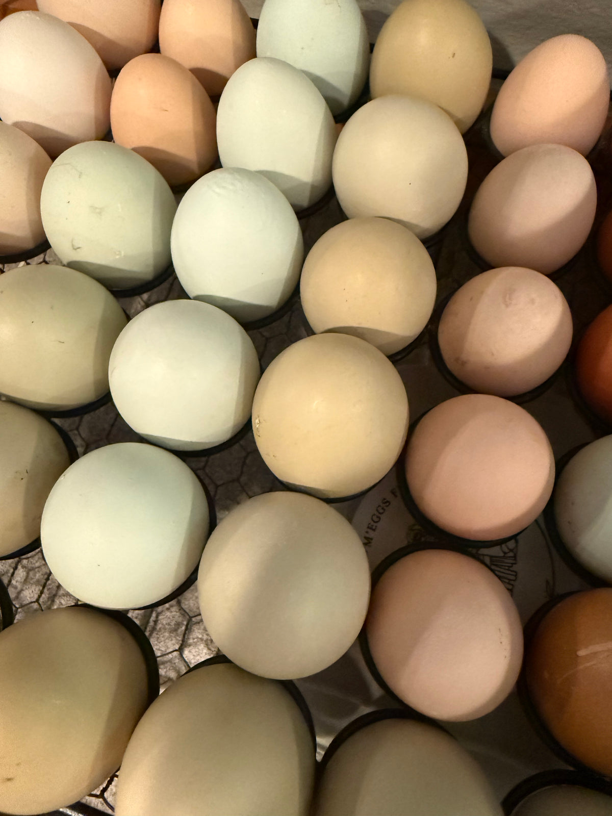 Dozen Farm Fresh m’Eggs