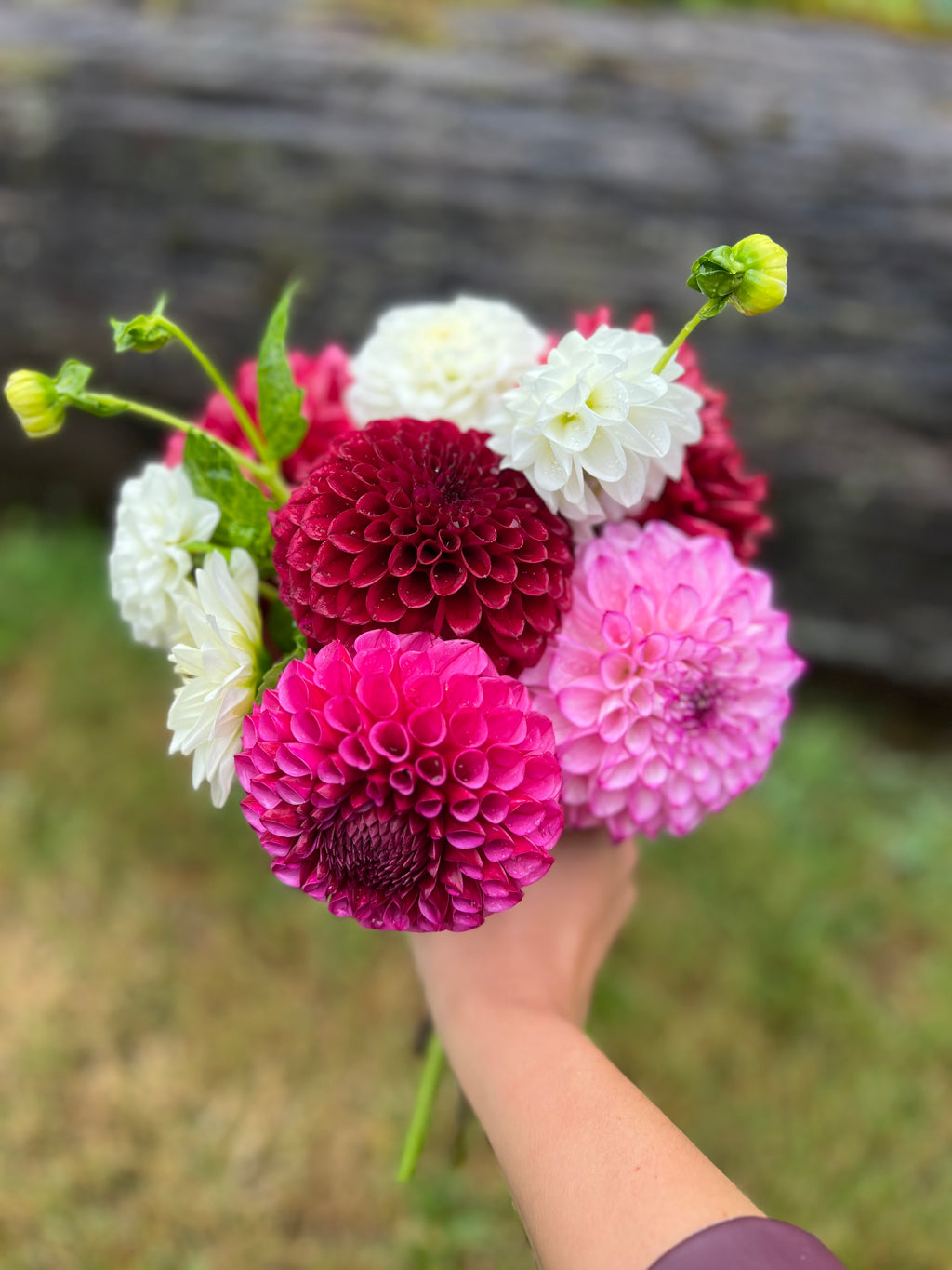 Dahlia Bouquet
