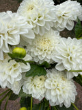 Boom Boom White