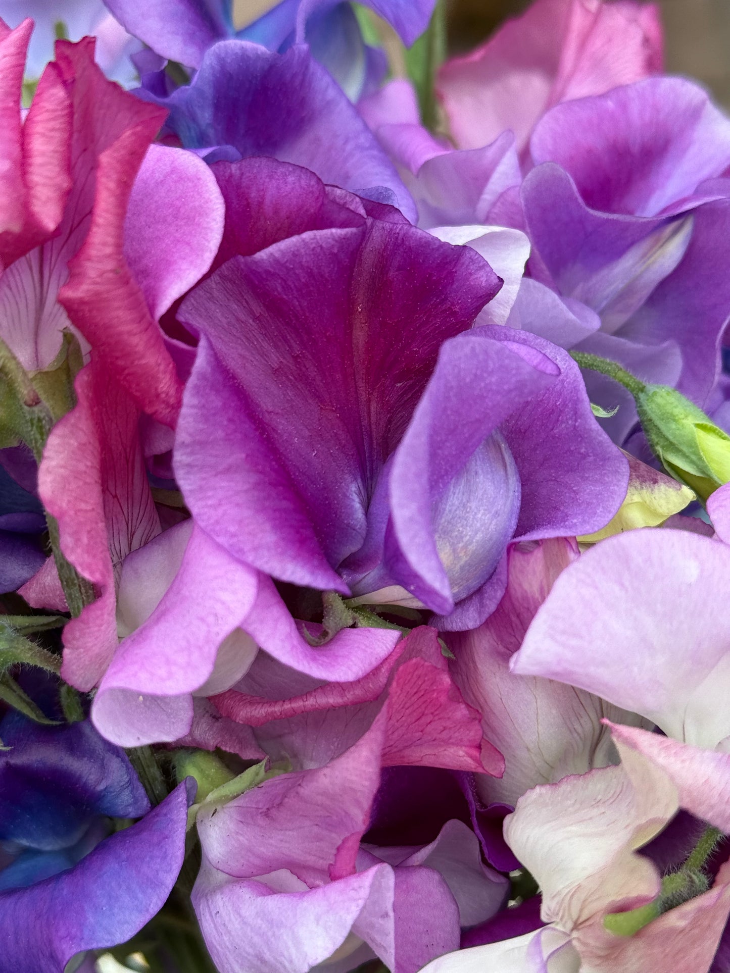 Sweet Pea Bouquet