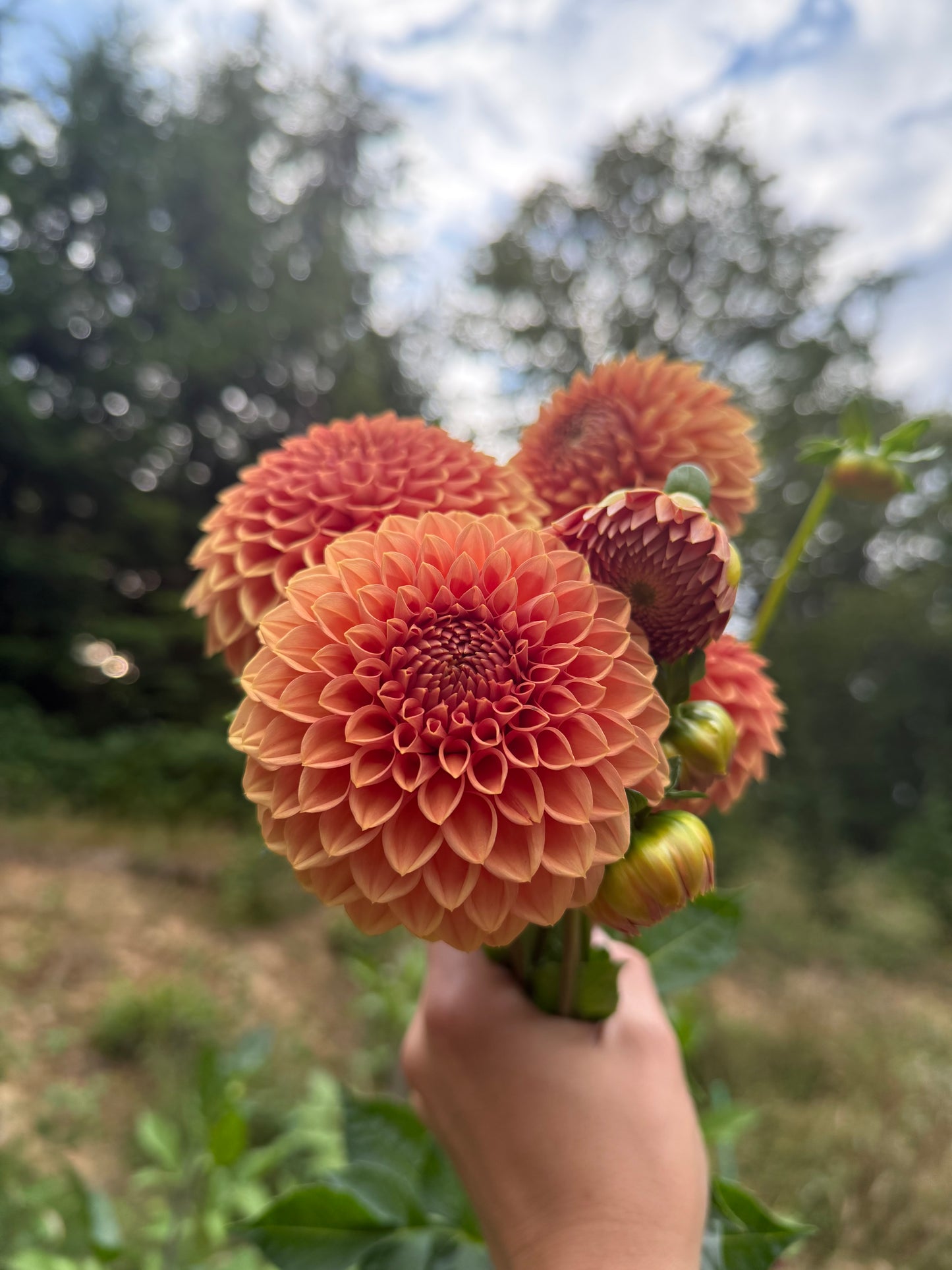 Ferncliff Apricot